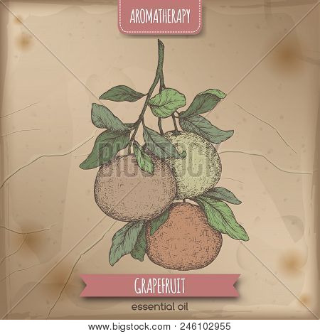 Citrus Paradisi Aka Grapefruit Color Sketch On Vintage Background. Aromatherapy Series. Great For Tr