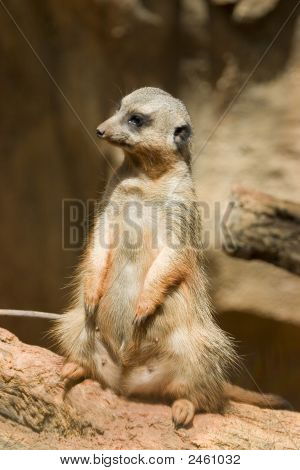 Meercat regardant sur le côté