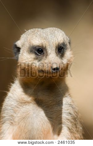 Meercat porträtt