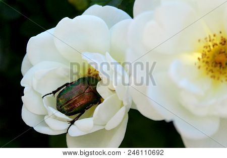 Brantovka Beetle Eats Nectar From White Roses Rosehip