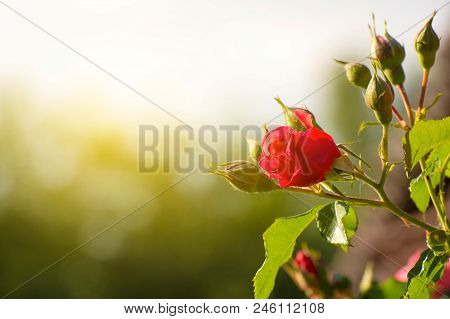 A Tea Red Rose Against The Backdrop Of A Toned Sky.