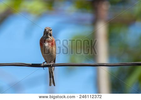 Tapdog, Creeper, Bird Of The Passerine Family Sitting On The Wire And Looking Close Up