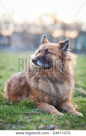 Belgisk Hyrdehund