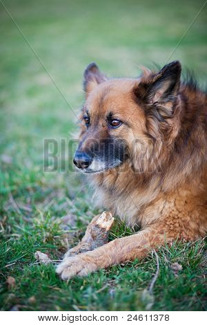 Belgisk Hyrdehund