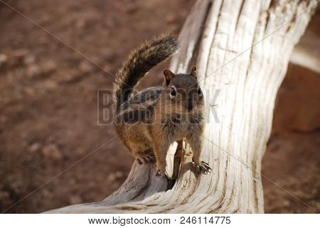 Cute Golden-mantled Ground Squirrel On A Tree Trunk, Nature Wildlife