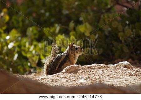Cute Golden-mantled Ground Squirrel In The Forest, Nature Wildlife