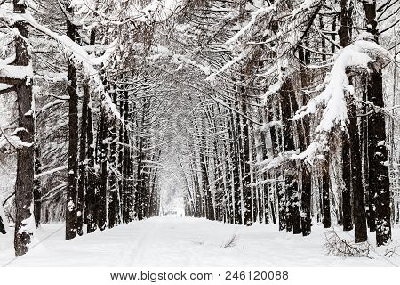 Snowy Larch Alley In Urban Timiryazevskiy Park In Moscow City In Winter