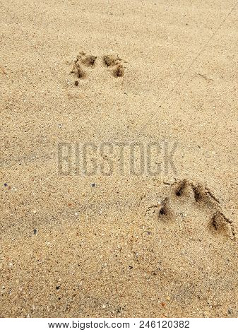 Traces Of Dog's Paws In The Sand