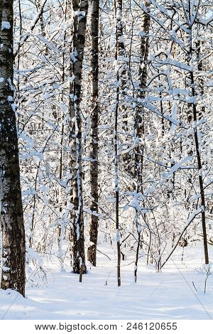 Snowy Woods In Forest Of Timiryazevskiy Park Of Moscow City In Sunny Winter Day