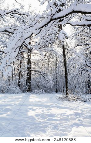 Snow-covered Branches Over Snowy Meadow In Timiryazevskiy Forest Park Of Moscow City In Sunny Winter