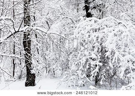 Birches And Oaks In Snowy Forest Of Timiryazevskiy Park Of Moscow City In Overcast Winter Day