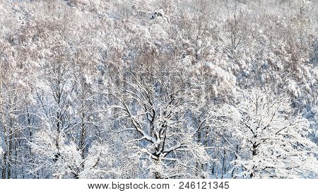 Panoramic View Of Snow-covered Woods Of Timiryazevski Park In Moscow City In Sunny Winter Day
