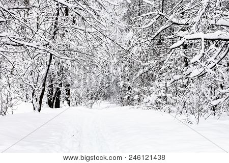 Path In Snow In Snowy Forest Of Timiryazevskiy Park Of Moscow City In Overcast Winter Day