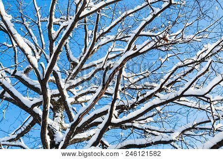 Bottom View Of Snow-covered Branches Of Oak Tree In Forest Of Timiryazevskiy Park Of Moscow City In 