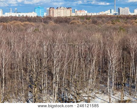Bare Birch Trees And Last Melting Snow In Urban Timiryazevskiy Park In Moscow City In Sunny Spring D