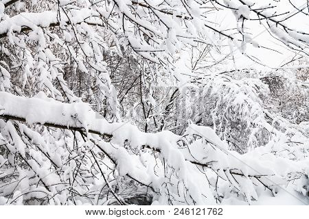Snow-covered Twigs In Winter Forest Of Timiryazevskiy Park In Moscow City