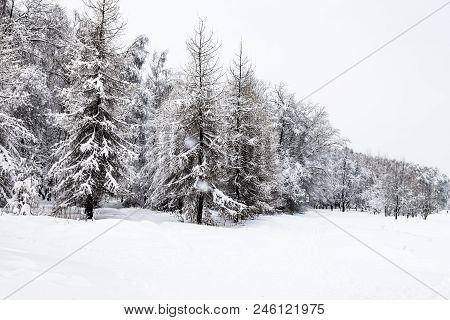 Snow-covered Fir And Larch Trees In Snowfall Of Timiryazevskiy Park In Moscow City