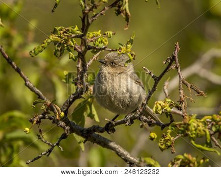 A Drab Looking But Bright Eyed Bushtit Perches On A Sprouting Oak Tree In A Colorado Canyon.
