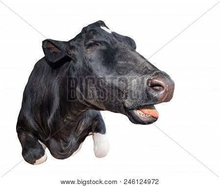 Funny Cow Lying Isolated On A White Background. Black And White Cow Close Up. Talking Cow Portrait. 