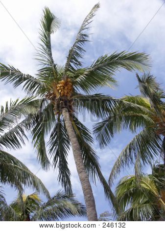 Palm Grove