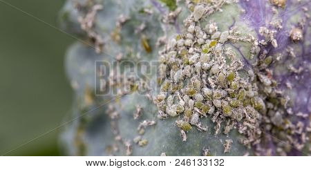 Small Aphid On A Green Leaf In The Open Air