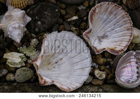 Fragments Of Colored Beautiful Stones, Polished With Water