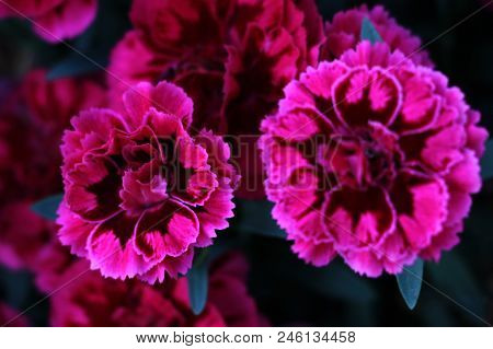 Beautiful Red Carnation Flower. Floral, Flora Background
