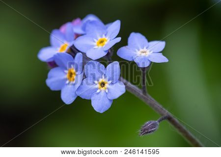 Myosotis Scorpioides Which Is Also Called Forget Me Not