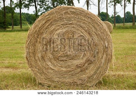 Close-up Of Bales Of Rolled Hay. Haymaking.