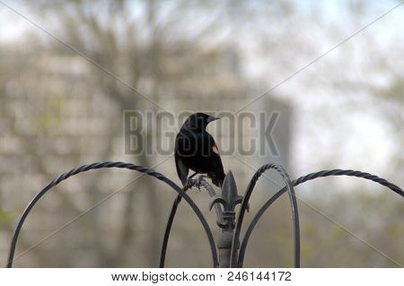 Male Red-winged Blackbird Agelaius Phoeniceus Perched On A Metal Railing Fence