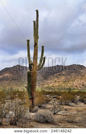 Saguaro Cactus Cereus Giganteus In Arizona Sonora Desert San Tan Mountains