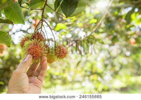 Rambutan, Negrito, Semang, Yummy Sweet Thai Fruit
