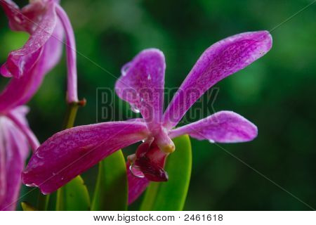 Vanda orchidea