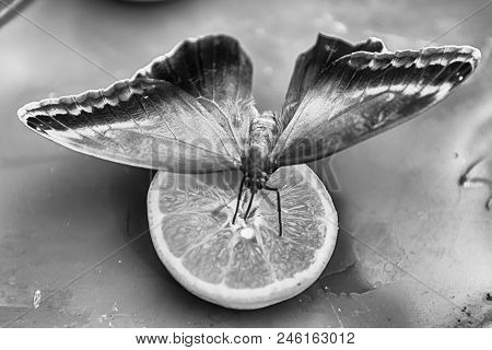 Eryphanis Automedon, Aka Automedon Giant Owl Is A Tropical Butterfly. Here Shown While Eating From A