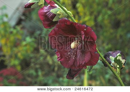 Winther blomst