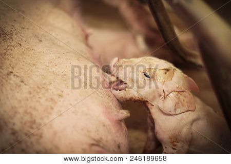 Newly Born Pigs Are Walking Training And Very Hungry.