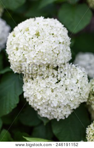 The Bush Of Blooming White Japanese Hydrangeas Ajisai. Many Flowers. Hydrangeas Festival. Japanese M