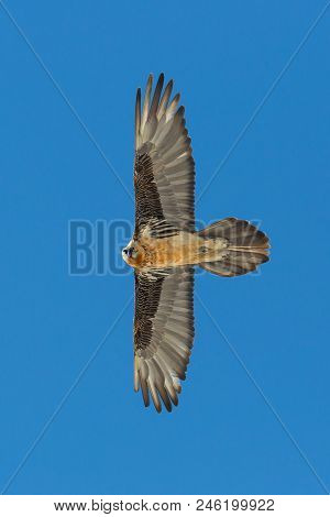 Natural Adult Bearded Vulture (gypaetus Barbatus) In Blue Sky, Spread Wings