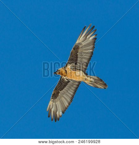 Natural Adult Bearded Vulture (gypaetus Barbatus) With Spread Wings In Blue Sky
