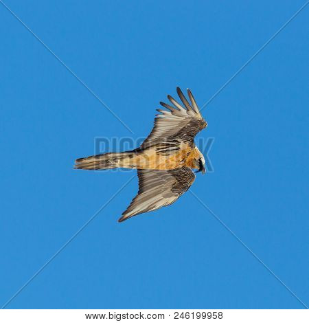 Natural Bearded Vulture (gypaetus Barbatus) Flying In Blue Sky, Wings Open