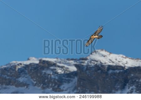 Flying Natural Adult Bearded Vulture (gypaetus Barbatus) Snowy Mountains, Blue Sky