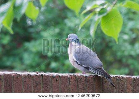 A Pigeon Stands On A Brick Wall Near To Trees