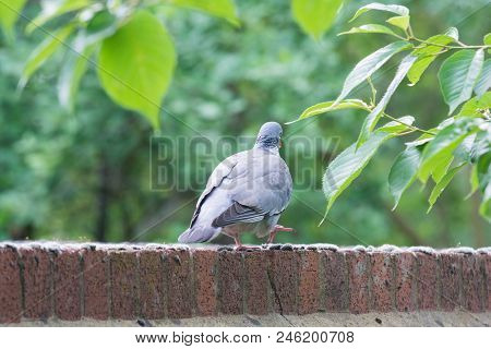 A Pigeon Stands On A Brick Wall Near To Trees