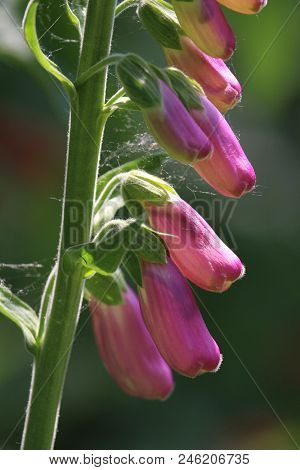 The Beautiful Sunlit Spring Flowers Of Digitalis Purpurea, Also Known As The Commen Foxglove.