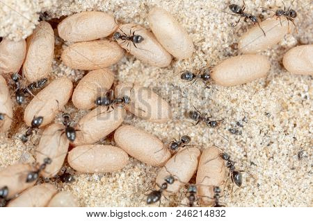 Ants And Formic Eggs In Nature. Macro