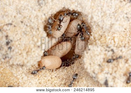 Ants And Formic Eggs In Nature. Macro