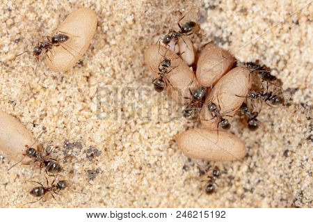 Ants And Formic Eggs In Nature. Macro