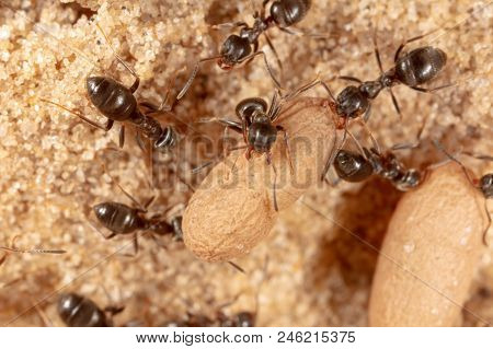 Ants And Formic Eggs In Nature. Macro