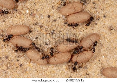Ants And Formic Eggs In Nature. Macro