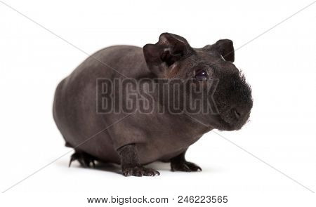 Skinny pig, Guinea pig against white background